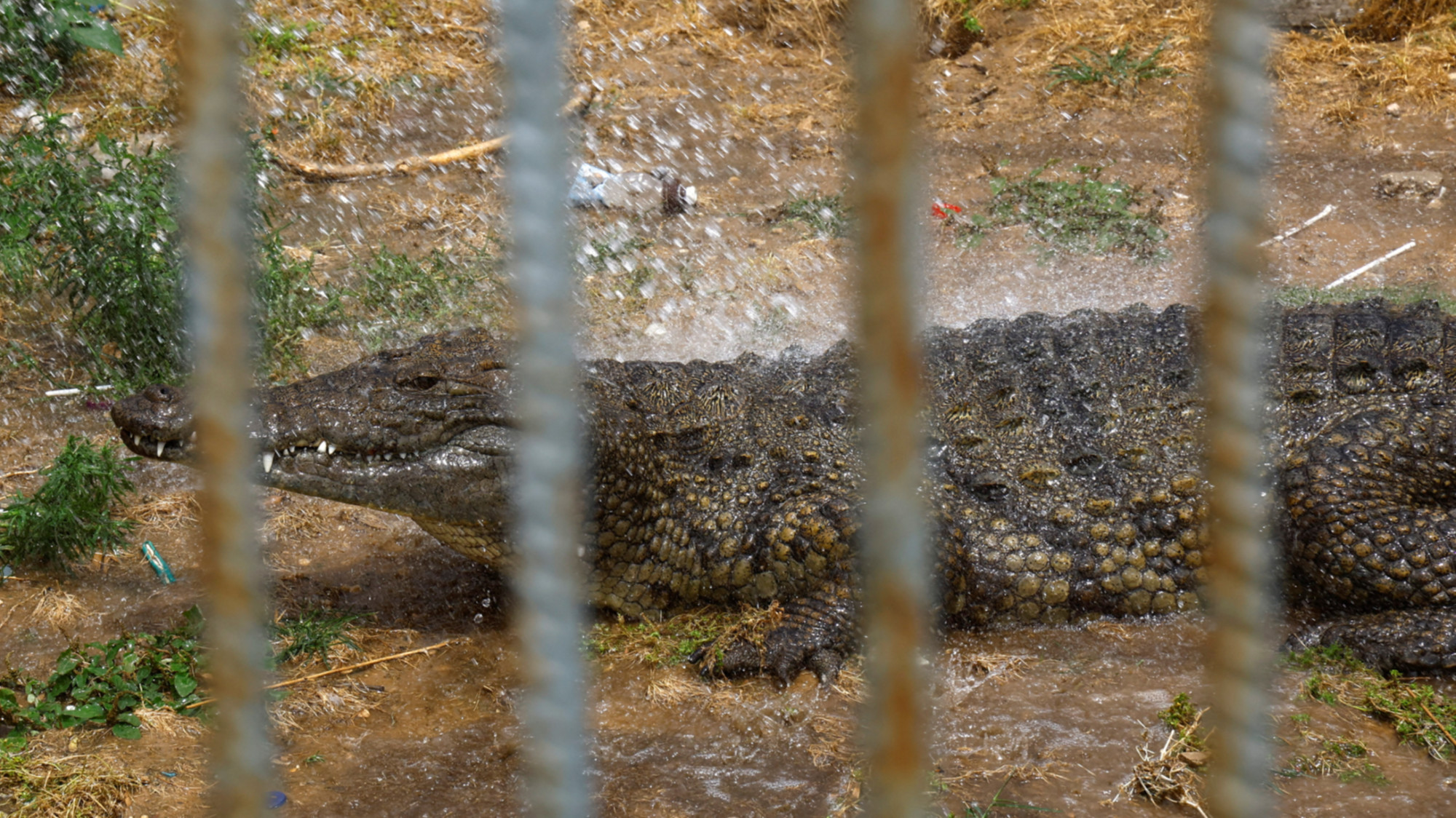 Israel advances crocodile plan to stop Palestinian prisoners escaping